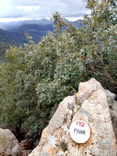 Portada el pinar